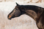German Riding Pony mare