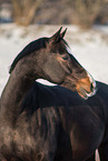 German Riding Pony mare