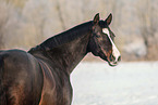 German Riding Pony mare