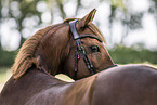 German Riding Pony