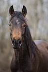 German Riding Pony