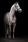 German Riding Pony