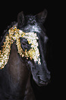German Riding Pony