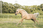 German Riding Pony