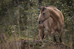 German Riding Pony