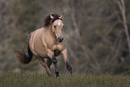 German Riding Pony