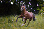 German Riding Pony