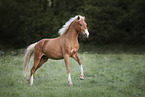 German Riding Pony