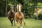 German Riding Pony