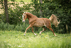 German Riding Pony