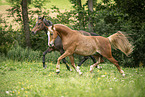 German Riding Pony