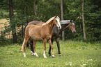 German Riding Pony