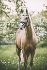 German Riding Pony