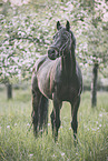 German Riding Pony