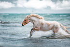 German Riding Pony
