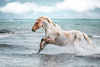 German Riding Pony