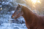 German Riding Pony