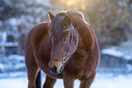 German Riding Pony