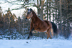 German Riding Pony