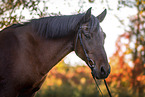 German Riding Pony