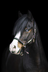 German Riding Pony