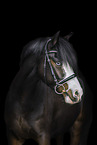 German Riding Pony
