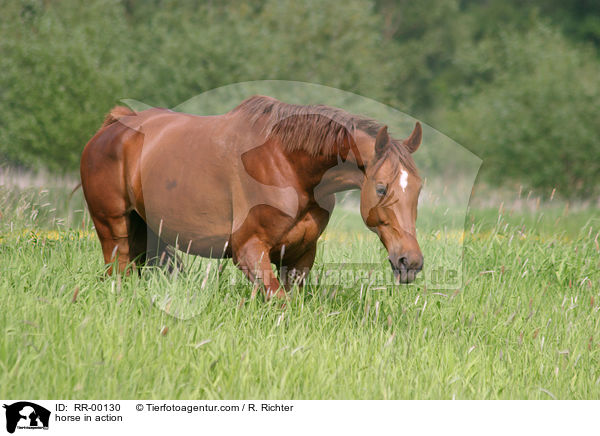 horse in action / RR-00130