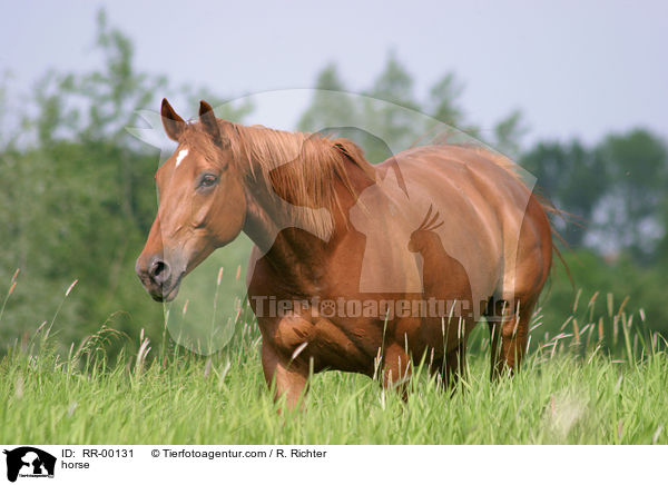 horse / RR-00131