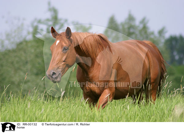 horse / RR-00132