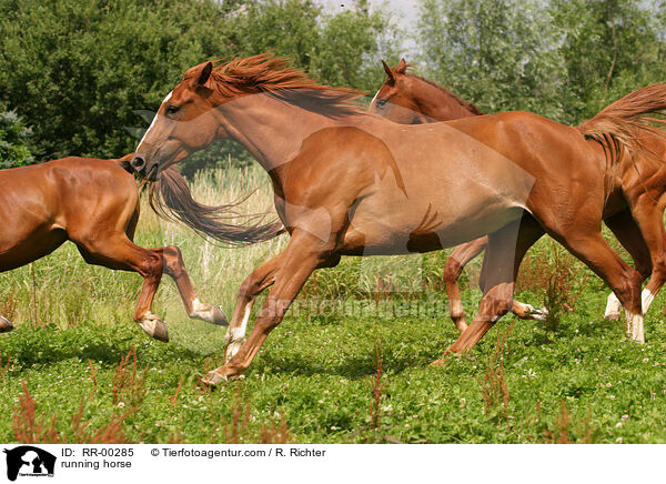 running horse / RR-00285