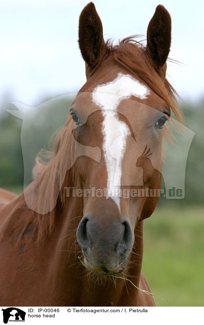 horse head / IP-00046