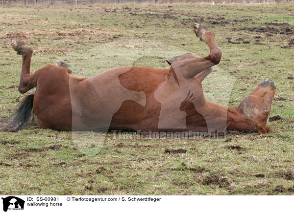sich wlzendes Pferd / wallowing horse / SS-00981