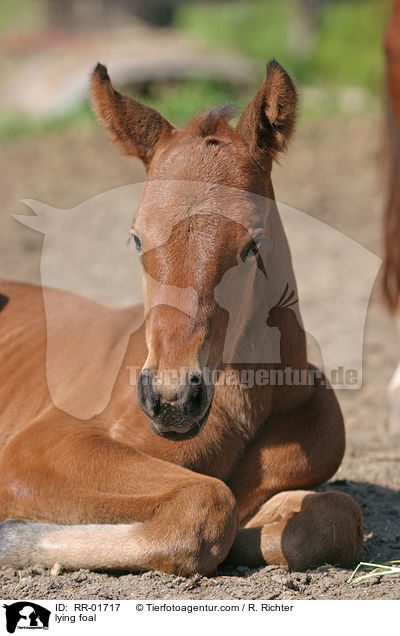 liegendes Fohlen / lying foal / RR-01717