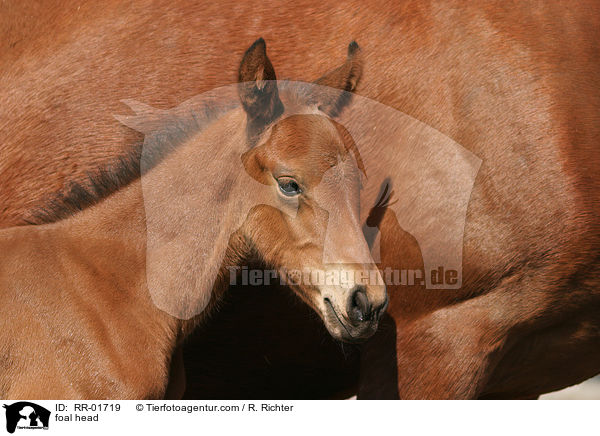 Fohlen Portrait / foal head / RR-01719