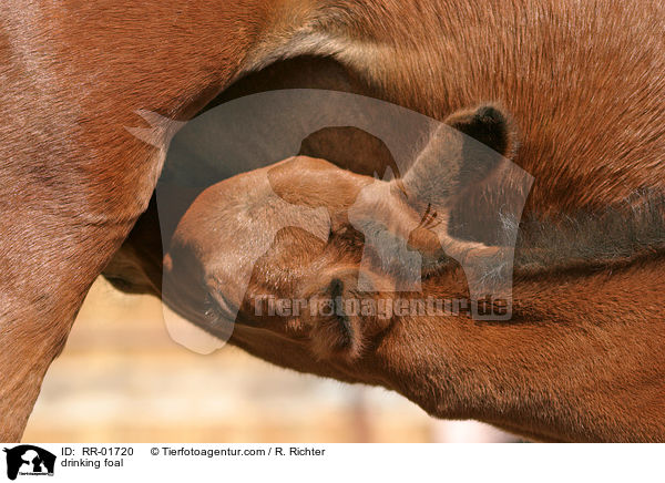 trinkendes Fohlen / drinking foal / RR-01720