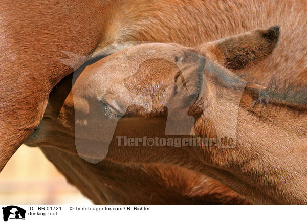 drinking foal / RR-01721