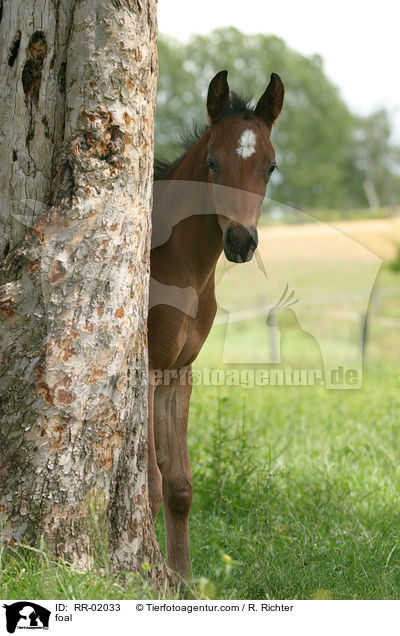 foal / RR-02033