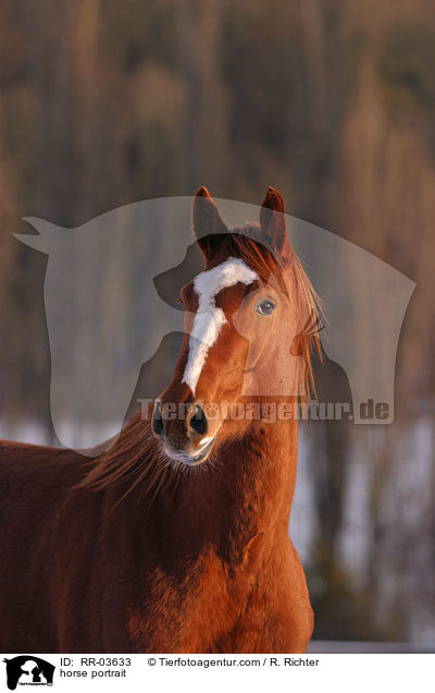 Deutsches Sportpferd im Portrait / horse portrait / RR-03633