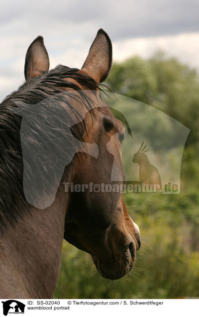 warmblood portrait / SS-02040