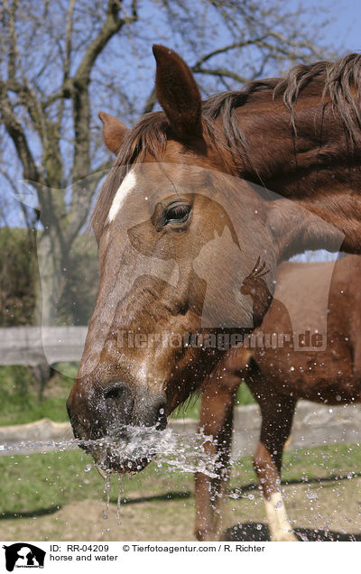 Pferd spielt mit Wasser / horse and water / RR-04209