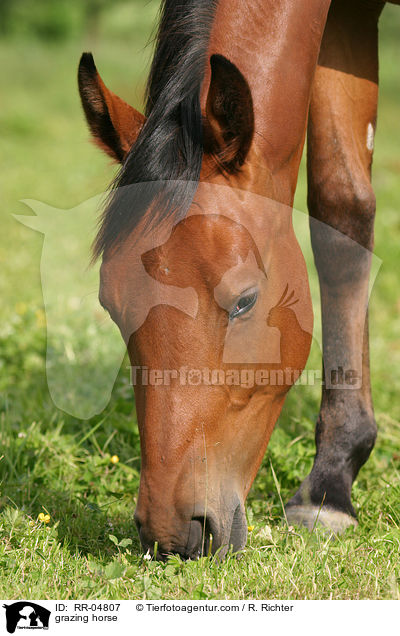 grazing horse / RR-04807