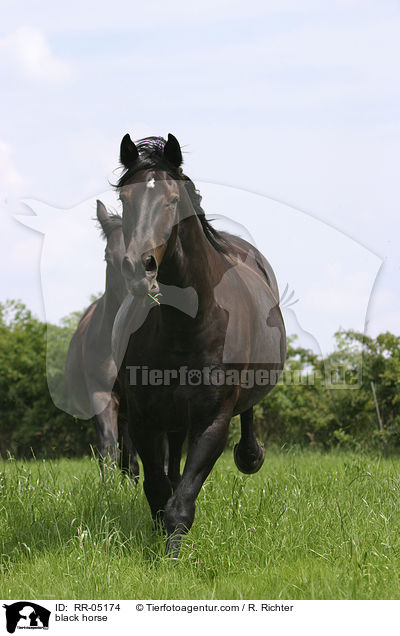 Schweres Warmblut / black horse / RR-05174