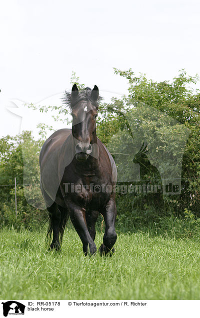 Schweres Warmblut / black horse / RR-05178