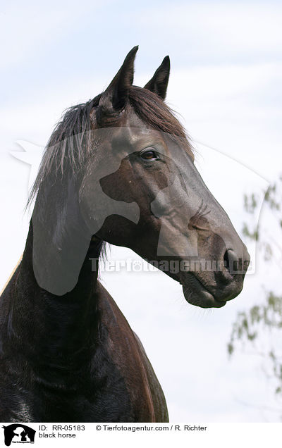 black horse / RR-05183