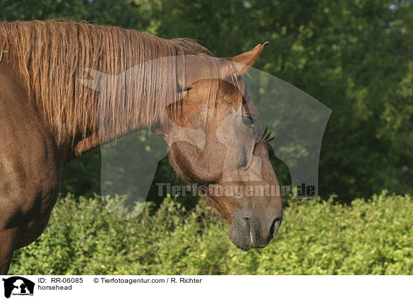 Fuchs im Portrait / horsehead / RR-06085