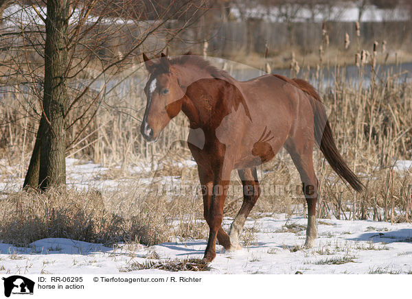 Pferd in Bewegung / horse in action / RR-06295