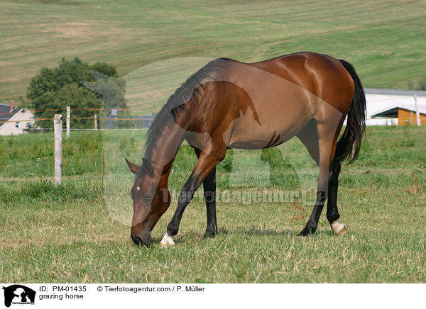 grasendes Pferd / grazing horse / PM-01435