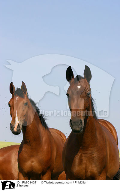 Doppelportrait / 2 horses / PM-01437