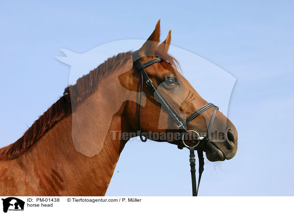 Pferd im Portrait / horse head / PM-01438
