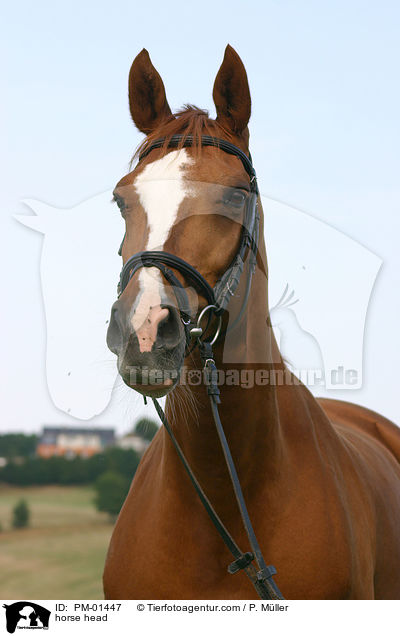 horse head / PM-01447